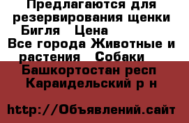 Предлагаются для резервирования щенки Бигля › Цена ­ 40 000 - Все города Животные и растения » Собаки   . Башкортостан респ.,Караидельский р-н